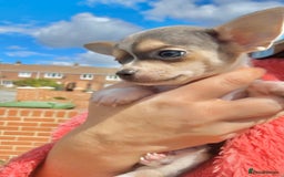 Chihuahua dogs for sale: 🌸🐶 Chihuhua Puppies 🐶🌸 - Image 2