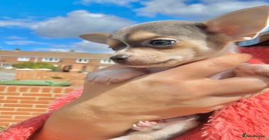 Chihuahua dogs - Advert 5