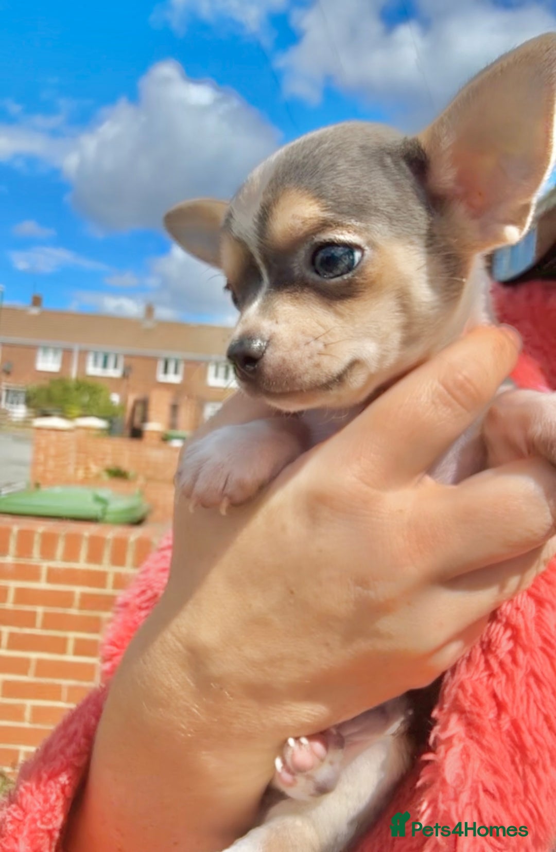 Chihuahua dogs for sale: 🌸🐶 Chihuhua Puppies 🐶🌸 - Image 2