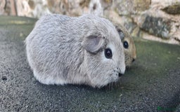 Guinea Pig rodents for sale: Male guinea pigs - Image 6