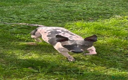 Mexican Hairless dogs for sale: Mexican Hairless, - Image 8