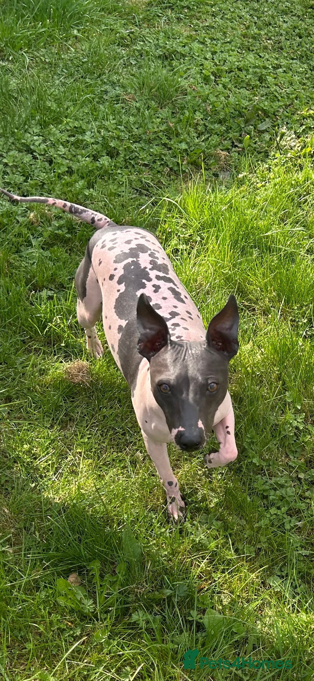 Mexican Hairless dogs for sale: Mexican Hairless, - Image 8