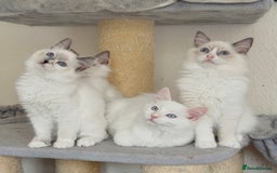 Ragdoll cats for sale: Gentle, Cuddly, Affectionate, Playful Kittens - Image 3