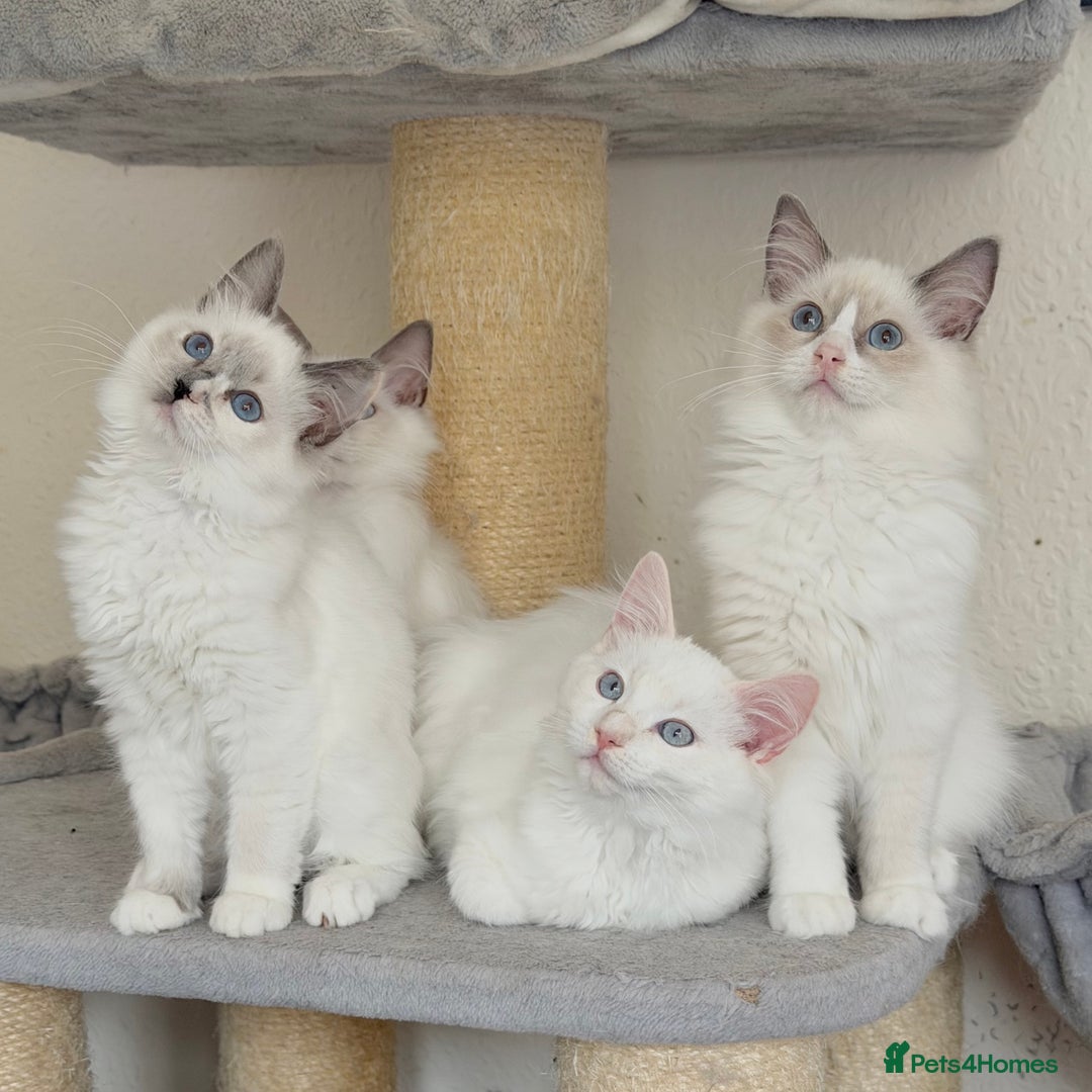 Ragdoll cats for sale: Gentle, Cuddly, Affectionate, Playful Kittens - Image 3