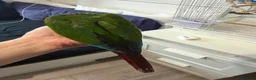 Conures birds for sale: Green cheek conure in Cardiff - Advert 5