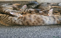Domestic Shorthair cats for sale: 5 beautiful kittens for sale - Image 2
