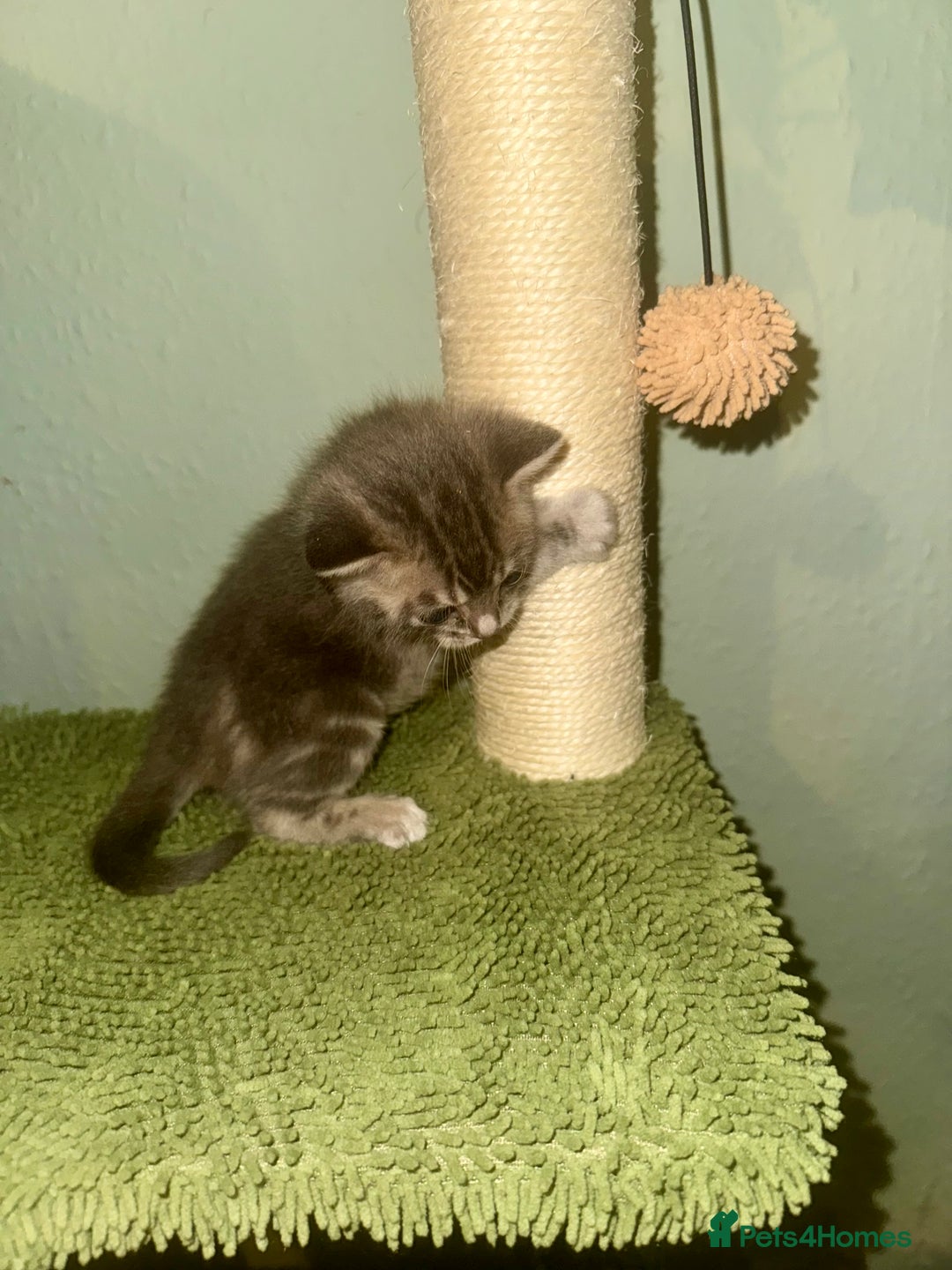 Bengal cats for sale: 3/4 bengal 1/4BSH - Advert 8