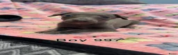 Whippet dogs for sale: 2 stunning boys left Ready to go kc reg - Advert 18