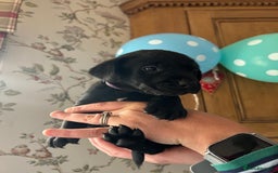 Labrador Retriever dogs for sale: Quality pedigreed Labradors for sale  - Image 5