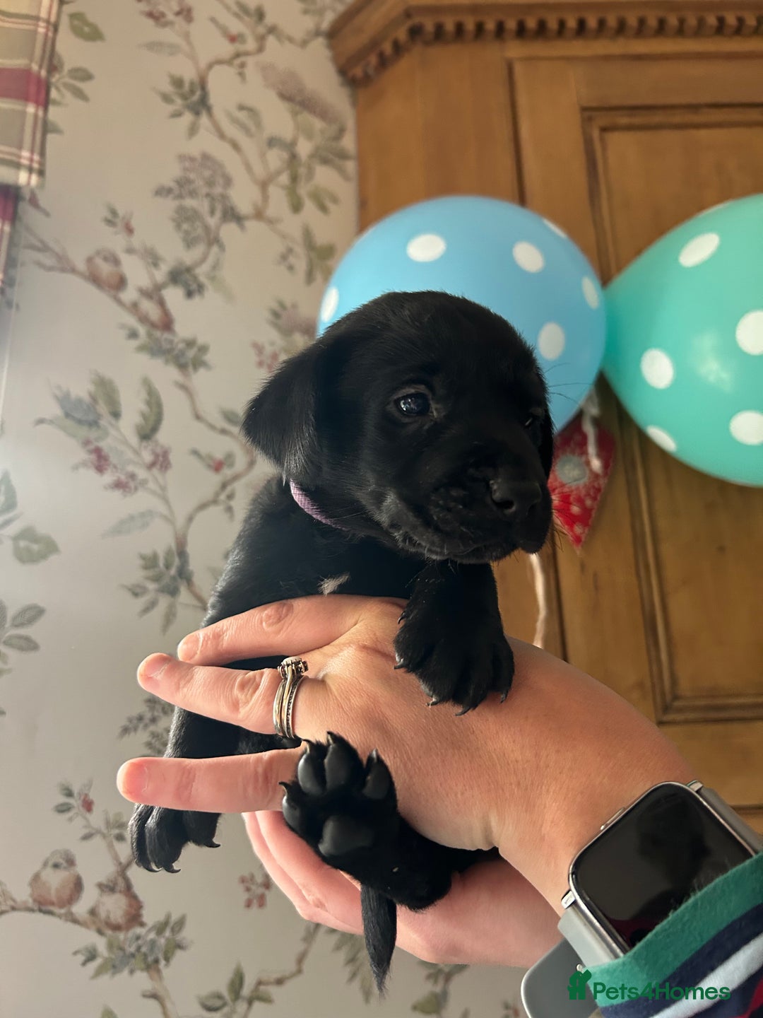 Labrador Retriever dogs for sale: Quality pedigreed Labradors for sale  - Image 5