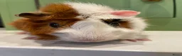 Guinea Pig rodents for sale: Beautiful Male Abyssinian Guinea Pig - Advert 1