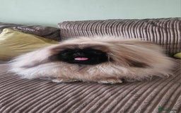 Pekingese dogs for sale: Beautiful girl pekingese. - Image 1