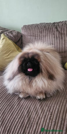 Pekingese dogs - Advert 1