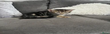 Tabby female 