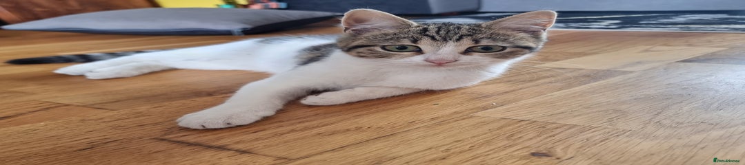 Mixed Breed Kitten 1
