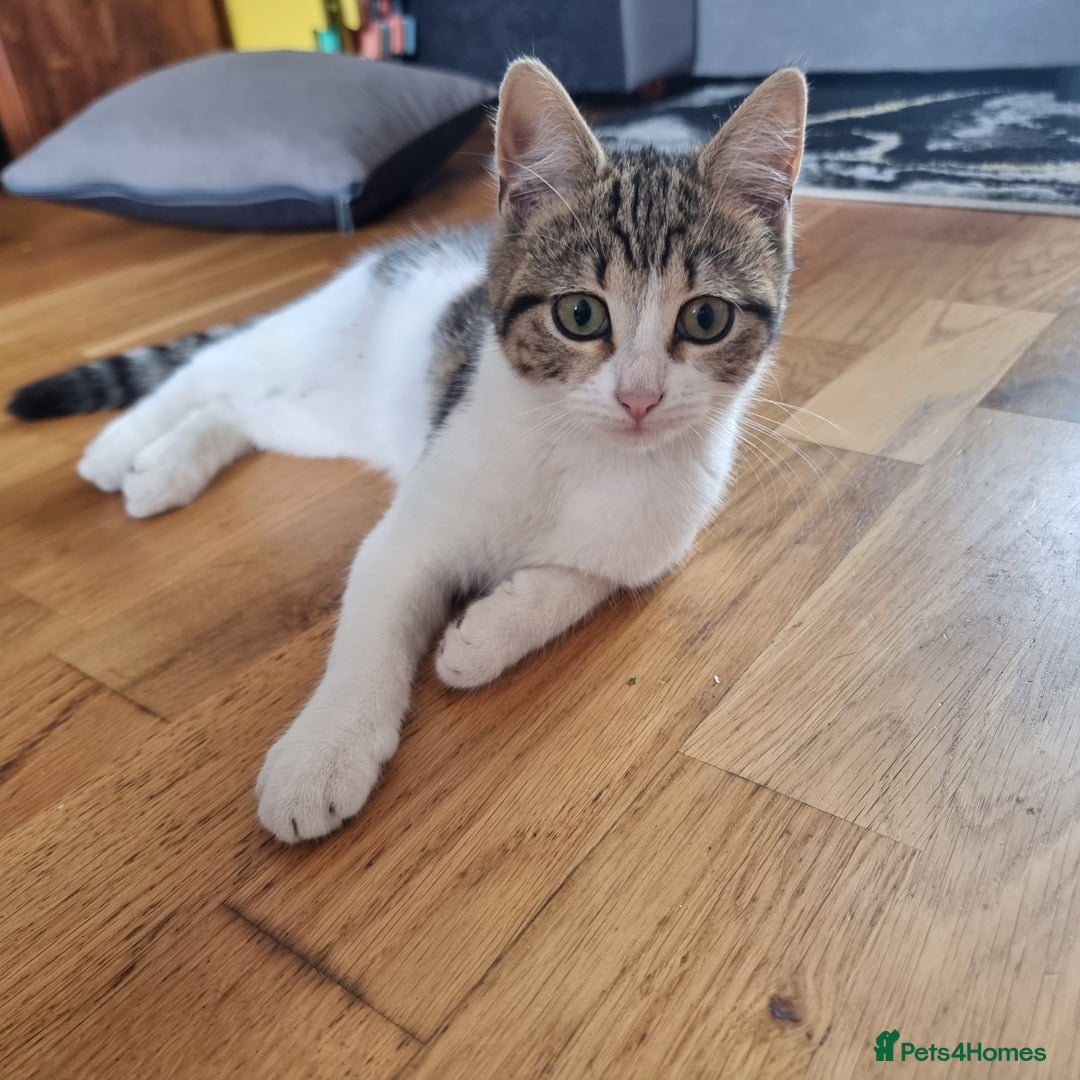 Mixed Breed cats for sale: 2 Beautiful Kittens For Sale !!! - Image 2