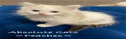 Ragdoll cats for sale: 4 TICA Registered Ragdoll girls available - Advert 33