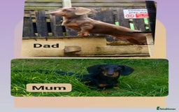 Miniature Dachshund dogs for sale: miniature dachshund pups - Image 2