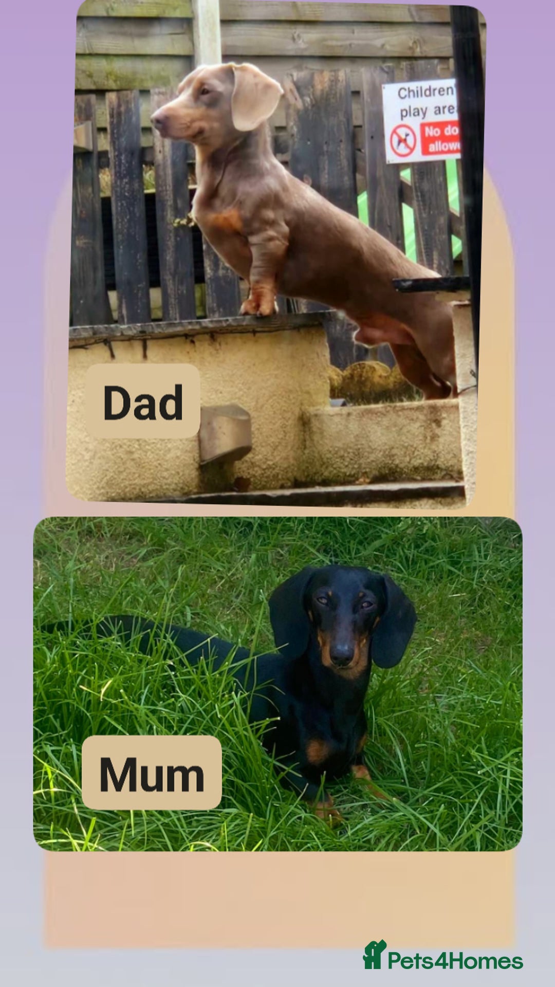 Miniature Dachshund dogs for sale: miniature dachshund pups - Image 2
