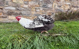 Chickens poultry for sale: Silver laced Orpington  - Image 2