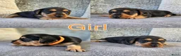 Mixed Breed dogs for sale: 7 Stunning Dorkie Puppies - Advert 20