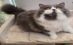 British Longhair cats for sale: Quadruple Grand Champion British Longhair Male - Image 3