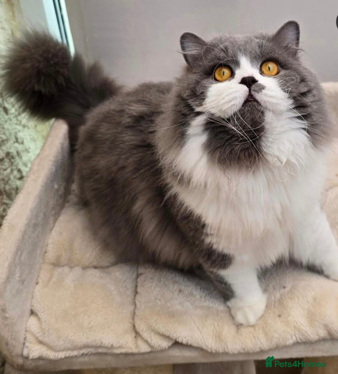 British Longhair cats for sale: Quadruple Grand Champion British Longhair Male - Image 3