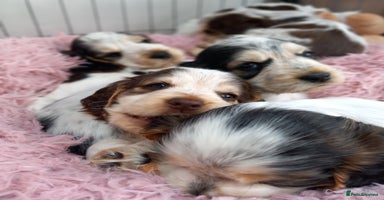 Cocker Spaniel dogs - Advert 15