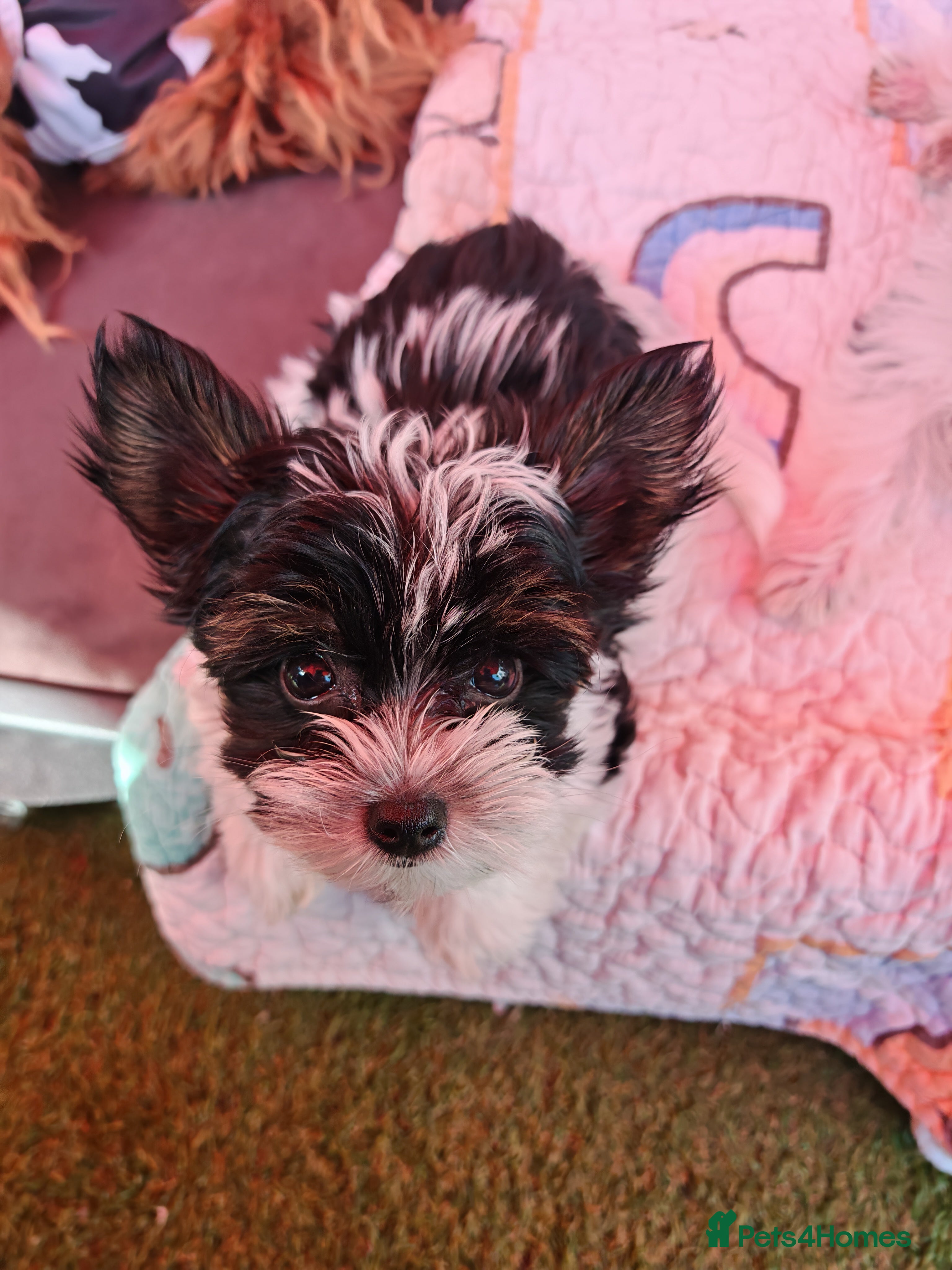 Biewer Terrier dogs biewer terrier puppies  - Advert 2