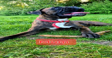 Boxer dogs - Advert 13