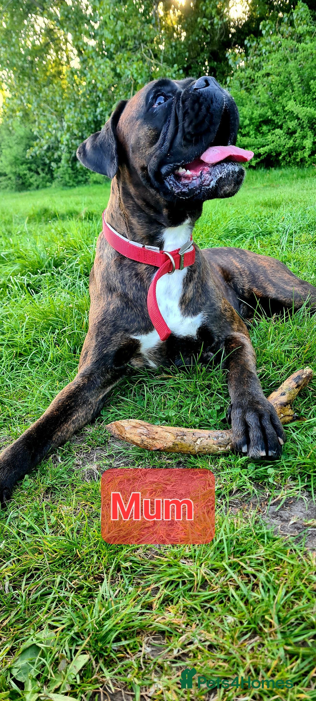 Boxer dogs for sale:  Puppies KC – Exceptional Champion Bloodlines 🐾 - Image 5