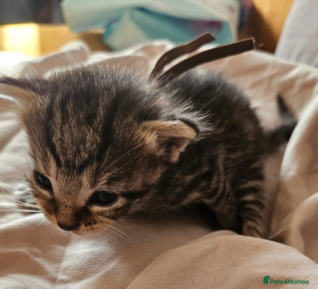 Russian Blue cats for sale: Mix Russian Blue and Maine Coon - Image 7