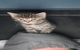 Mixed Breed cats for sale: Half bengals  - Image 23
