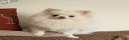 Pomeranian dogs for sale: Tiny mini toy girl 🩷 Pomeranian teddy face - Advert 6