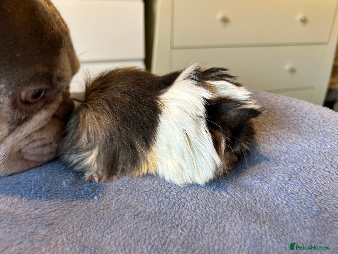 Guinea Pig rodents for sale: A pair left of male Peruvians REDUCED  - Advert 14