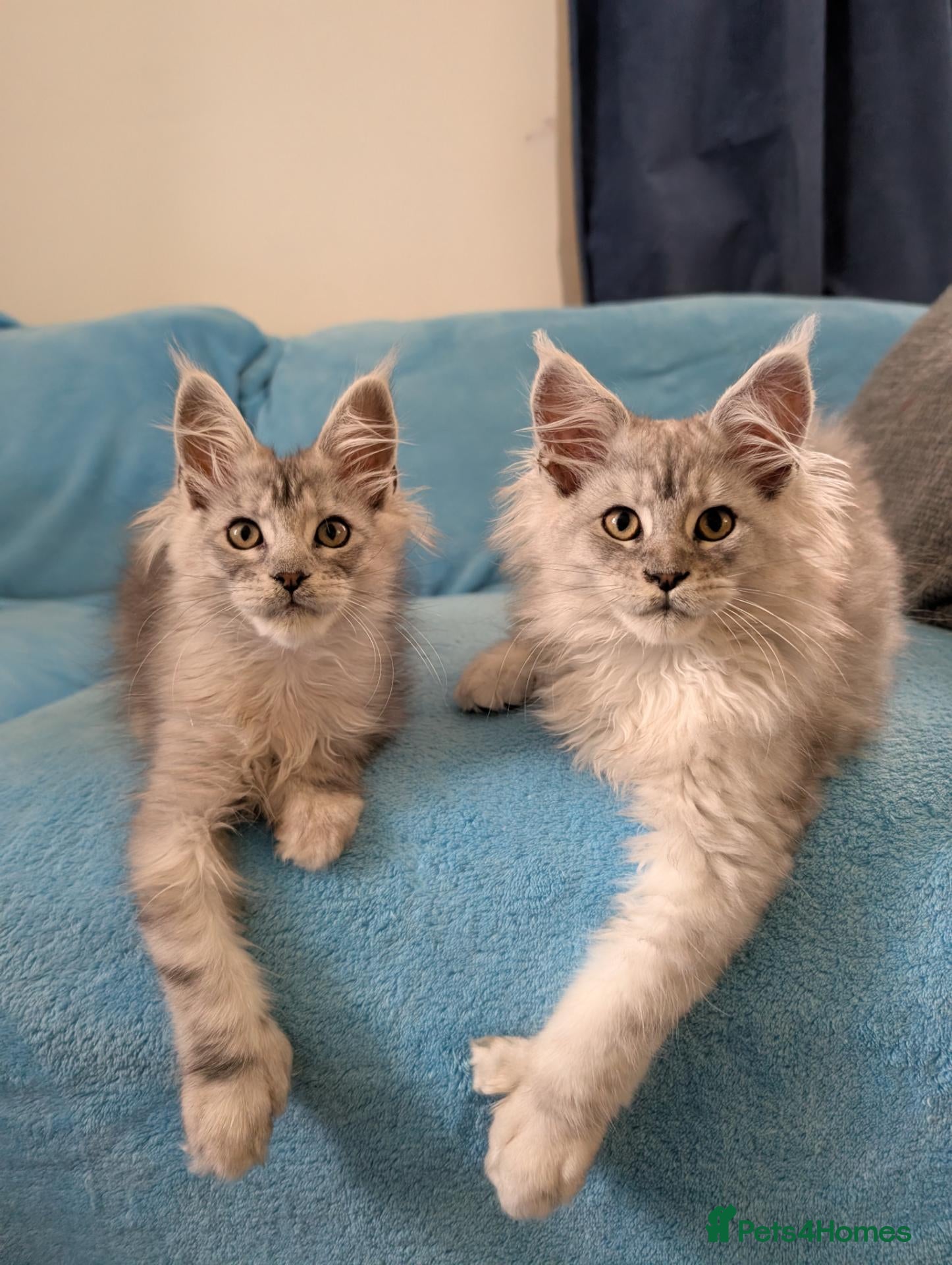 Maine Coon cats TICA Registered Maine Coon Kittens  - Advert 7