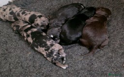Cockapoo dogs for sale: F1 DNA PHANTOM MERLE TAN PUPPYS  - Image 8