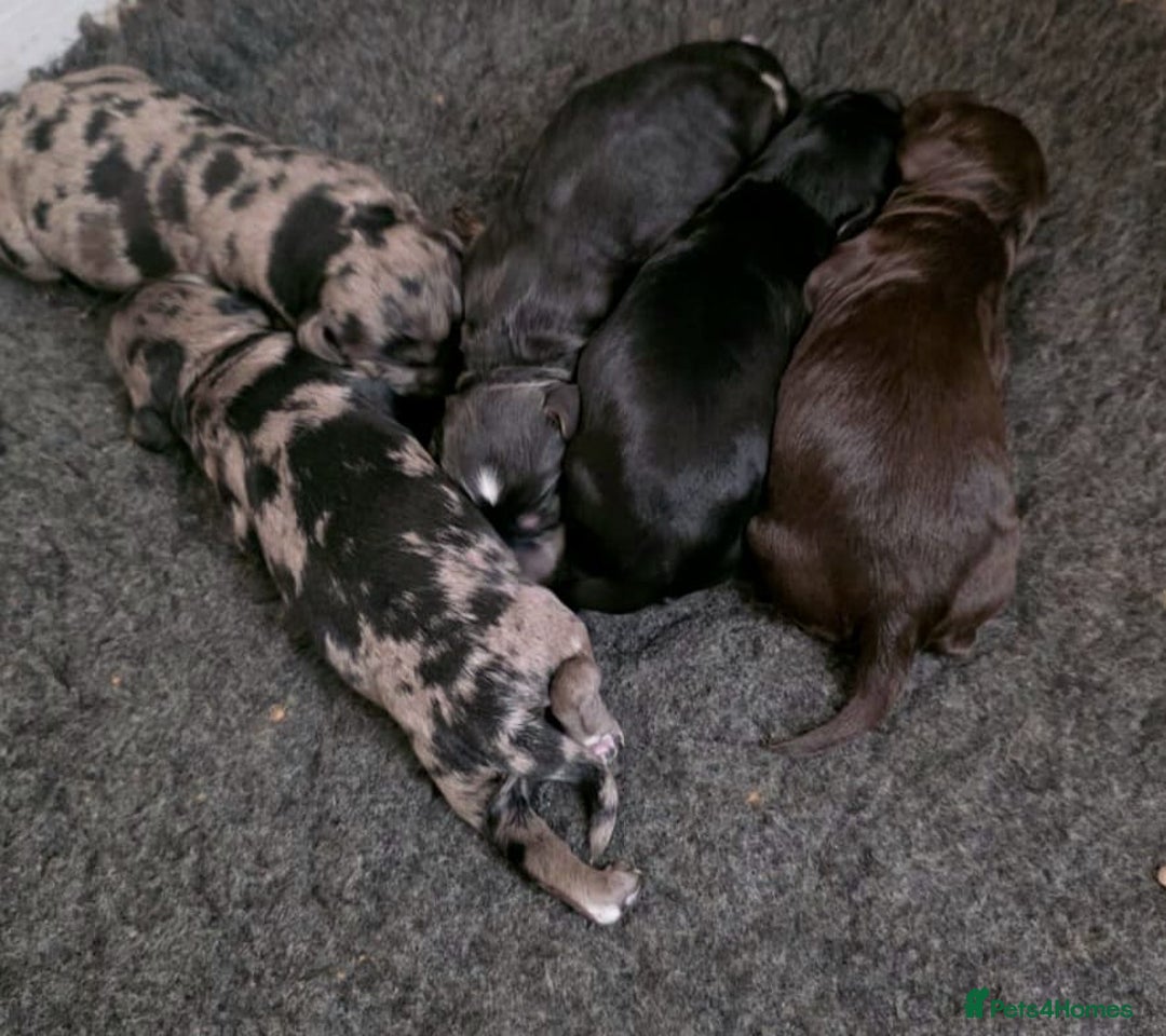 Cockapoo dogs for sale: F1 DNA PHANTOM MERLE TAN PUPPYS  - Image 8