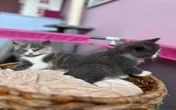British Shorthair cats for sale: Gorgeous BSH kittens  - Image 17