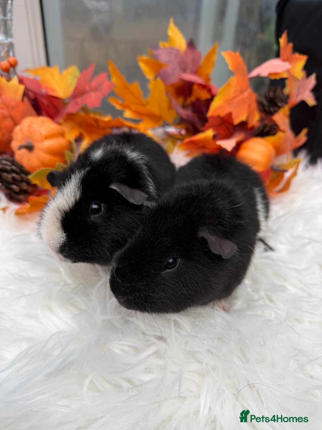 Guinea Pig rodents for sale: Teddy baby guineapig pair  - Advert 2