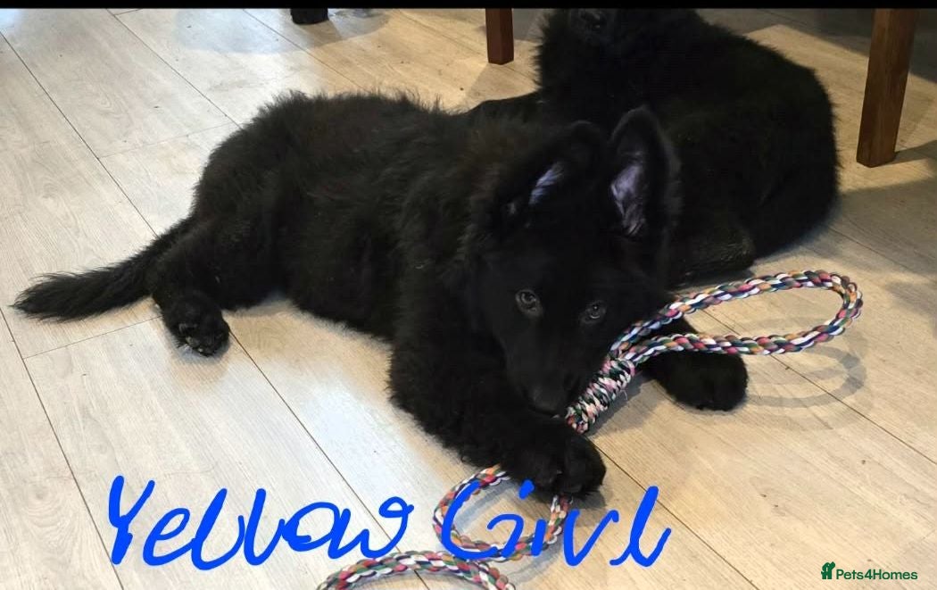 German Shepherd dogs 9 beautiful german shepards looking for a home - Advert 2