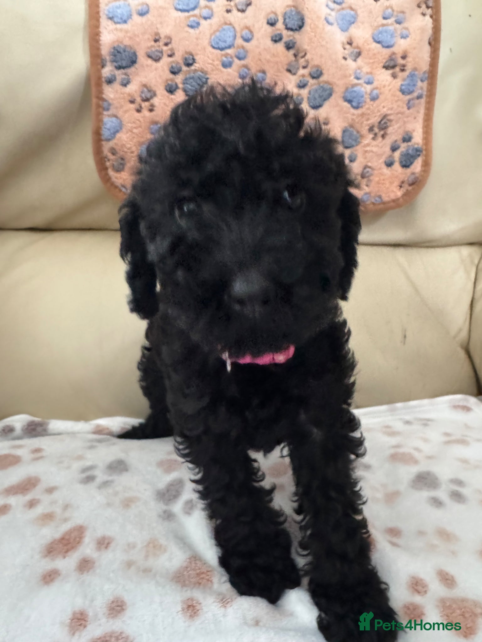 Schnoodle dogs I’m looking for my forever home (Boy) - Advert 1
