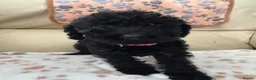 Schnoodle dogs for sale: F1 miniature schnoodles  - Advert 3