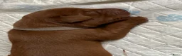 Labrador Retriever dogs for sale: American Fox Red labrador - Advert 9