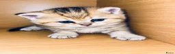 British Shorthair cats for sale: 🌟 Exceptional GCCF Register BSH Golden Kittens 🌟 - Advert 12