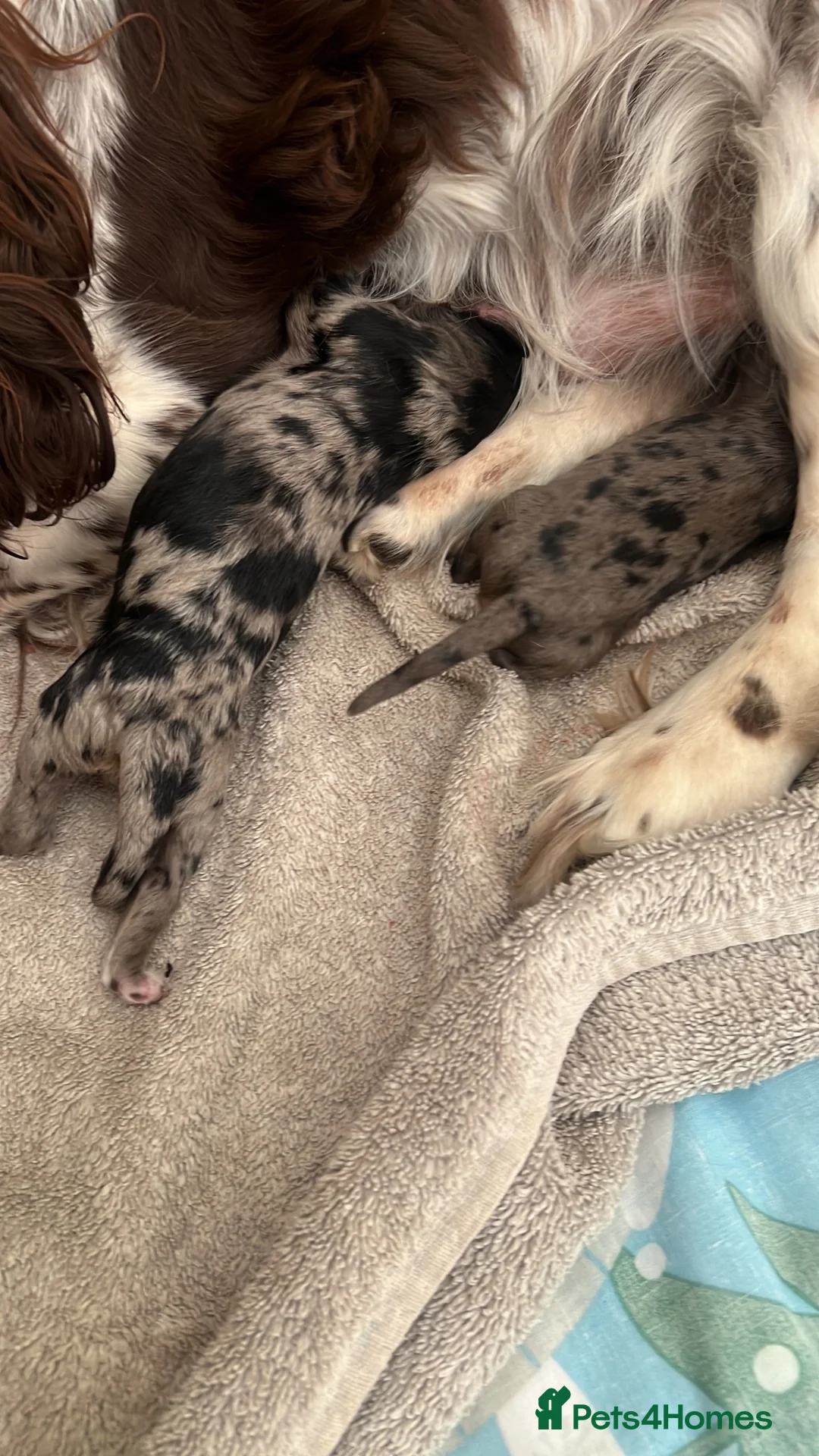 Cockapoo dogs for sale: Beautiful Merle cockapoos  in Orpington - Advert 9