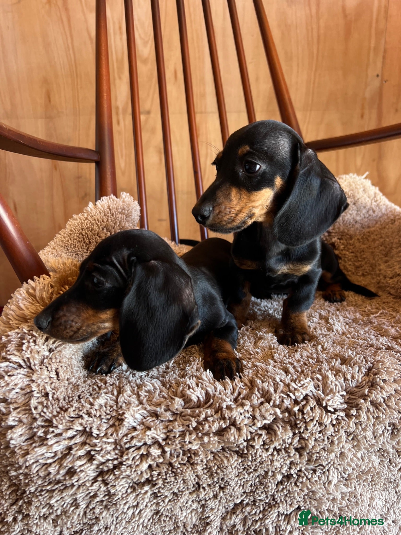 Dachshund dogs MINIATURE DACHSHUND PUPPIES  - Advert 2
