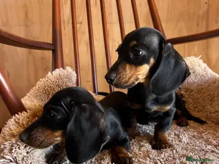 Dachshund dogs MINIATURE DACHSHUND PUPPIES - Advert 14