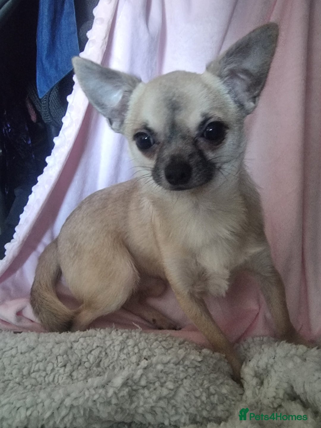 Chihuahua dogs for sale: Wolfy - Advert 2