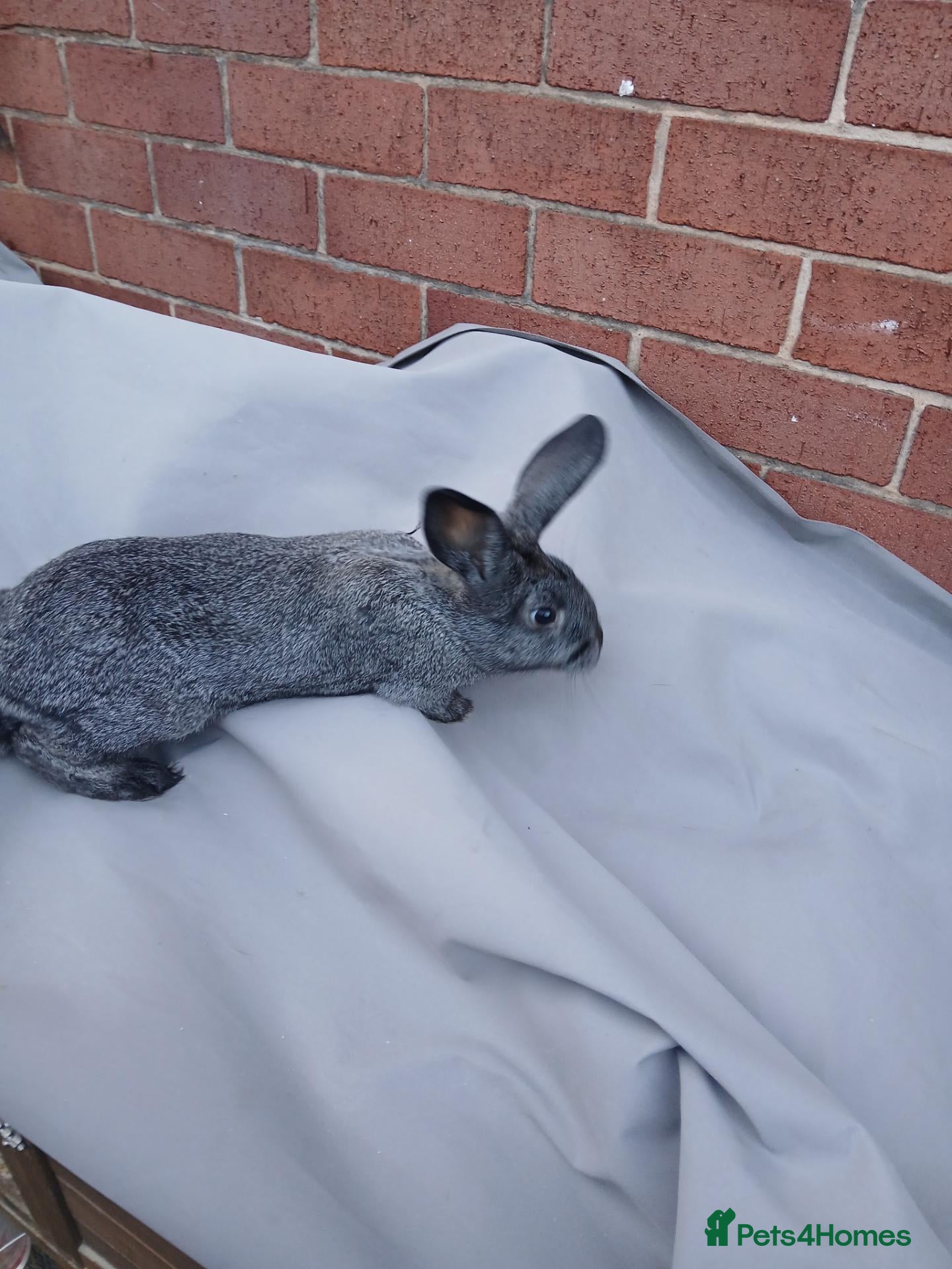Mixed Breed rabbits Baby bunnies Dutch cross lop  - Advert 23